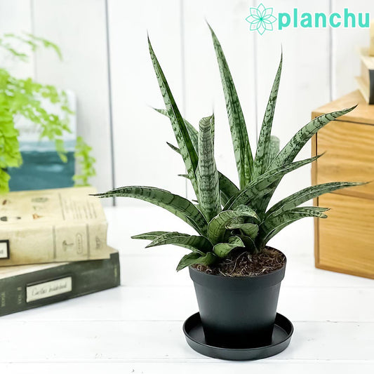 PLANCHU 観葉植物 サンセベリア レディチャーム 3号鉢 受け皿付き 育て方説明書付き Sansevieria ‘Lady Charm’ サンスベリア