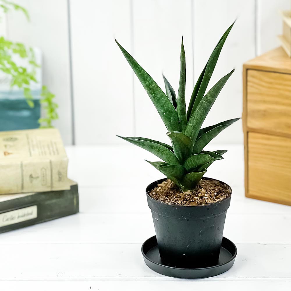 PLANCHU 観葉植物 サンセベリア マライカ 3号鉢 受け皿付き 育て方説明