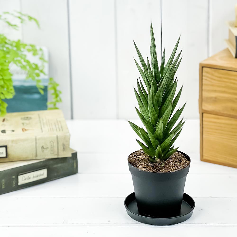 PLANCHU 観葉植物 サンセベリア フランシシー 3号鉢 受け皿付き 育て方