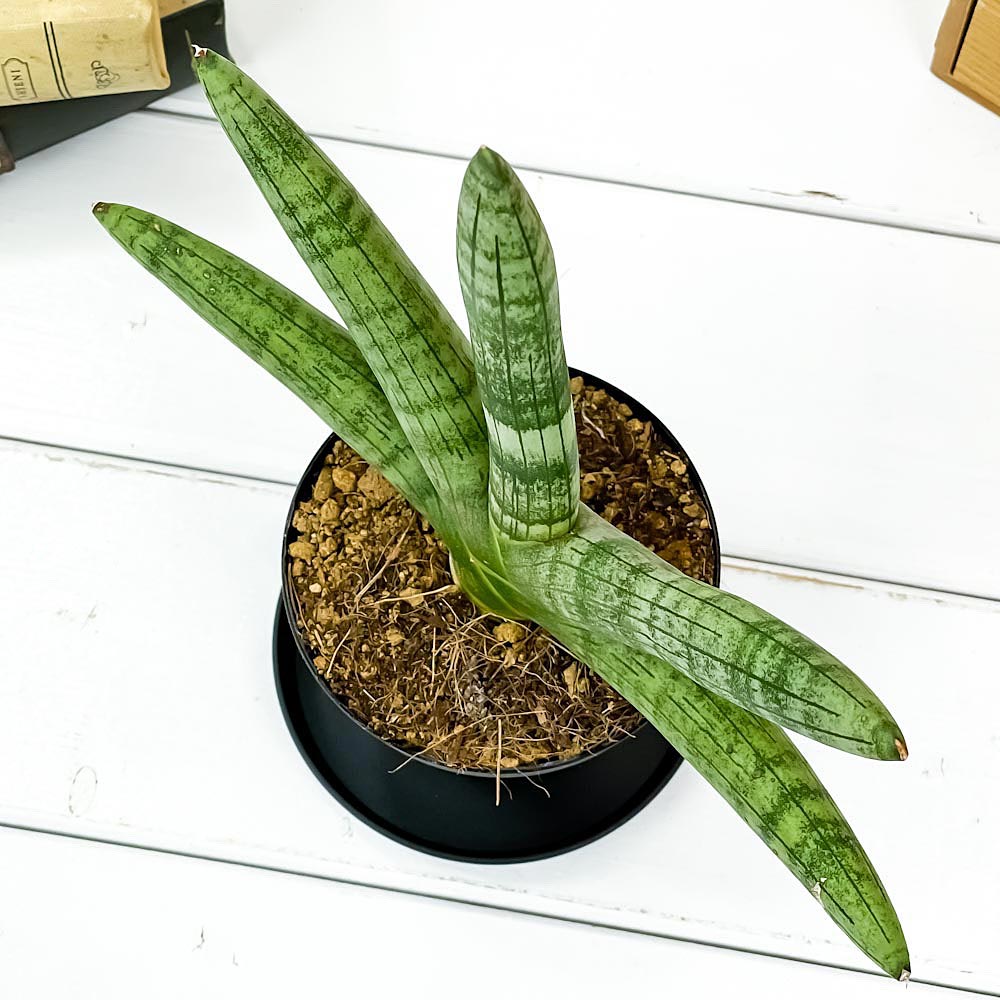 PLANCHU 観葉植物 サンセベリア ボンセレンシス 3号鉢 受け皿付き 育て方説明書付き Sansevieria ‘Boncellensis’ サンスベリア