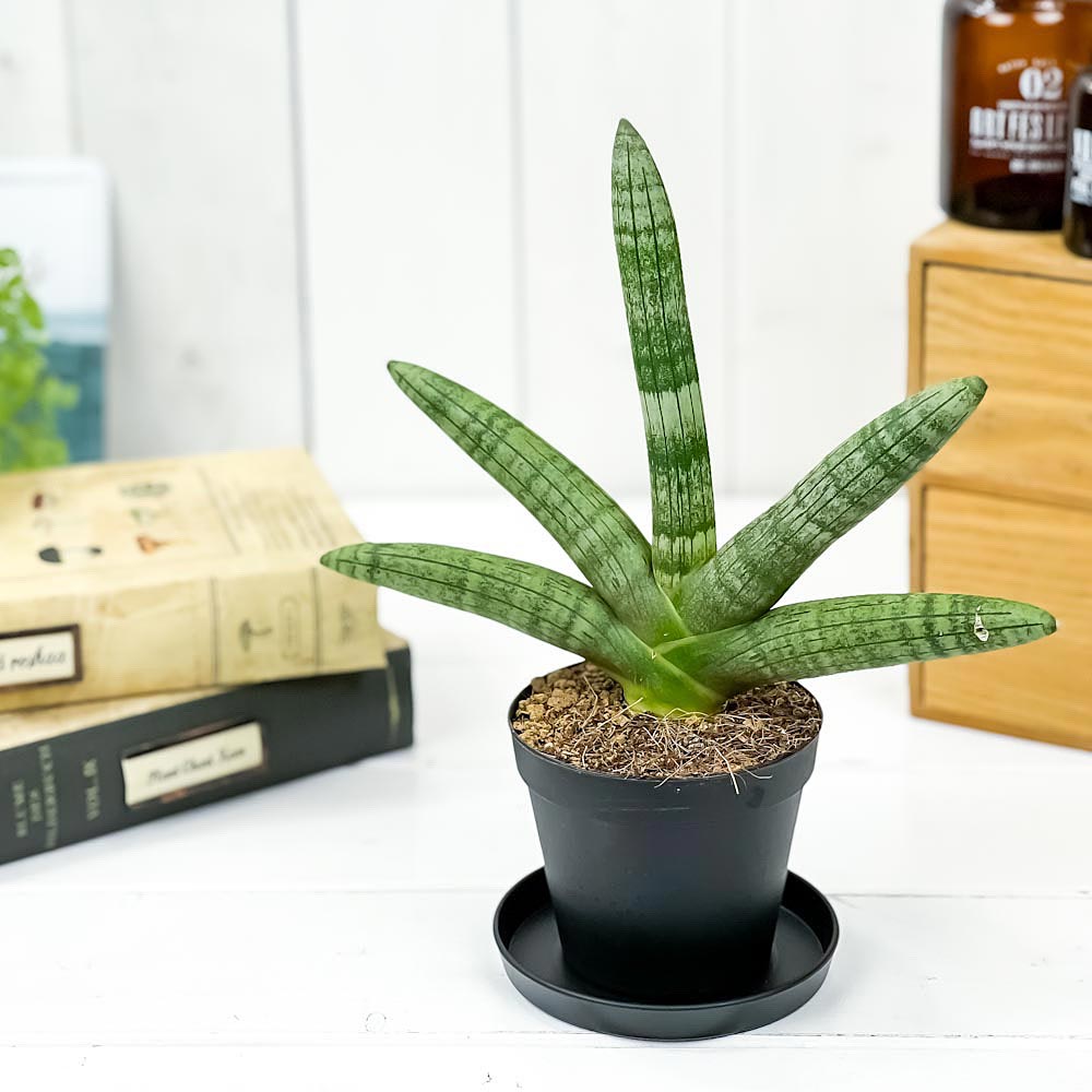 PLANCHU 観葉植物 サンセベリア ボンセレンシス 3号鉢 受け皿付き 育て方説明書付き Sansevieria ‘Boncellensis’ サンスベリア