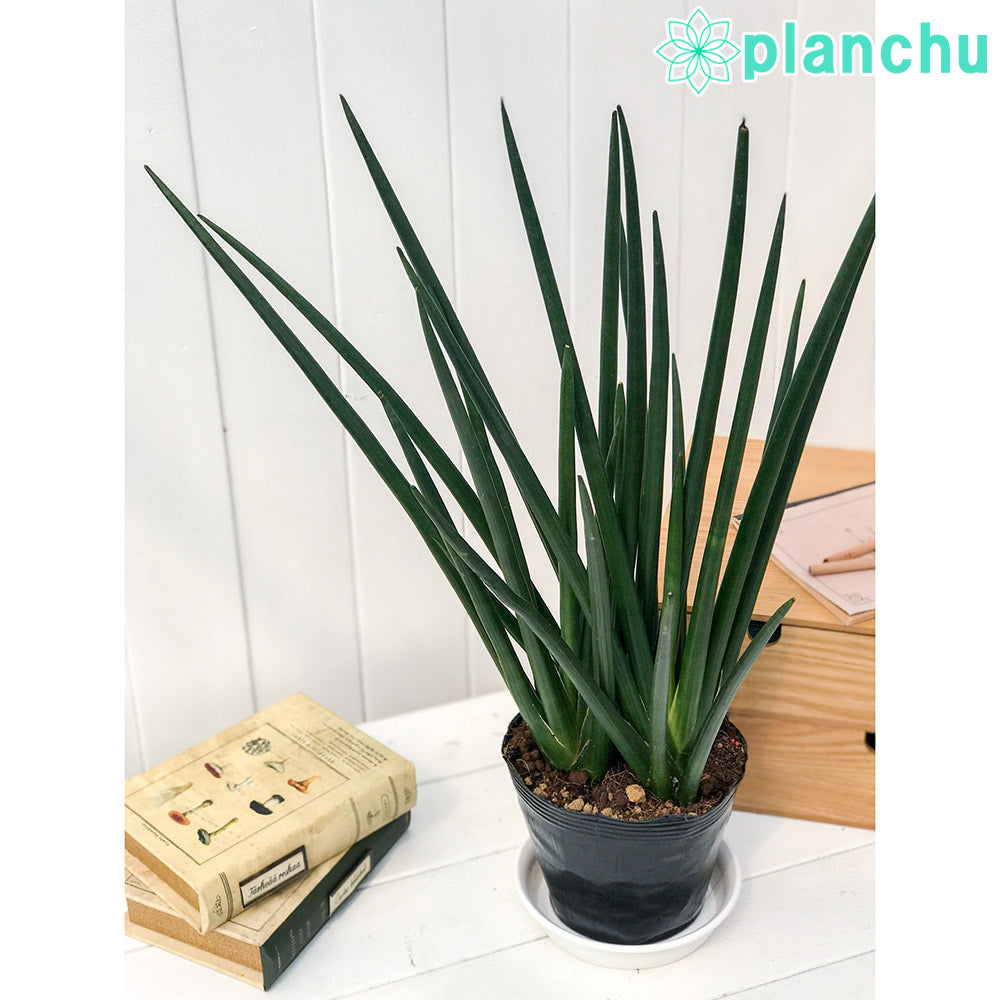 PLANCHU 多肉植物 サンセベリア エリースラエル 5号ポット 育て方説明書付き Sansevieria サンスベリア