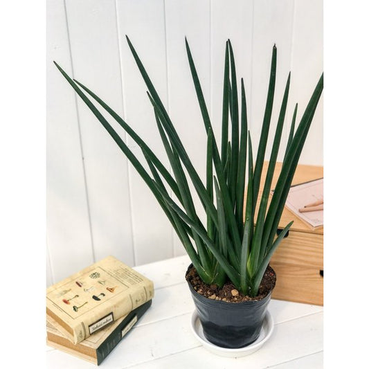 PLANCHU 多肉植物 サンセベリア エリースラエル 5号ポット 育て方説明書付き Sansevieria サンスベリア