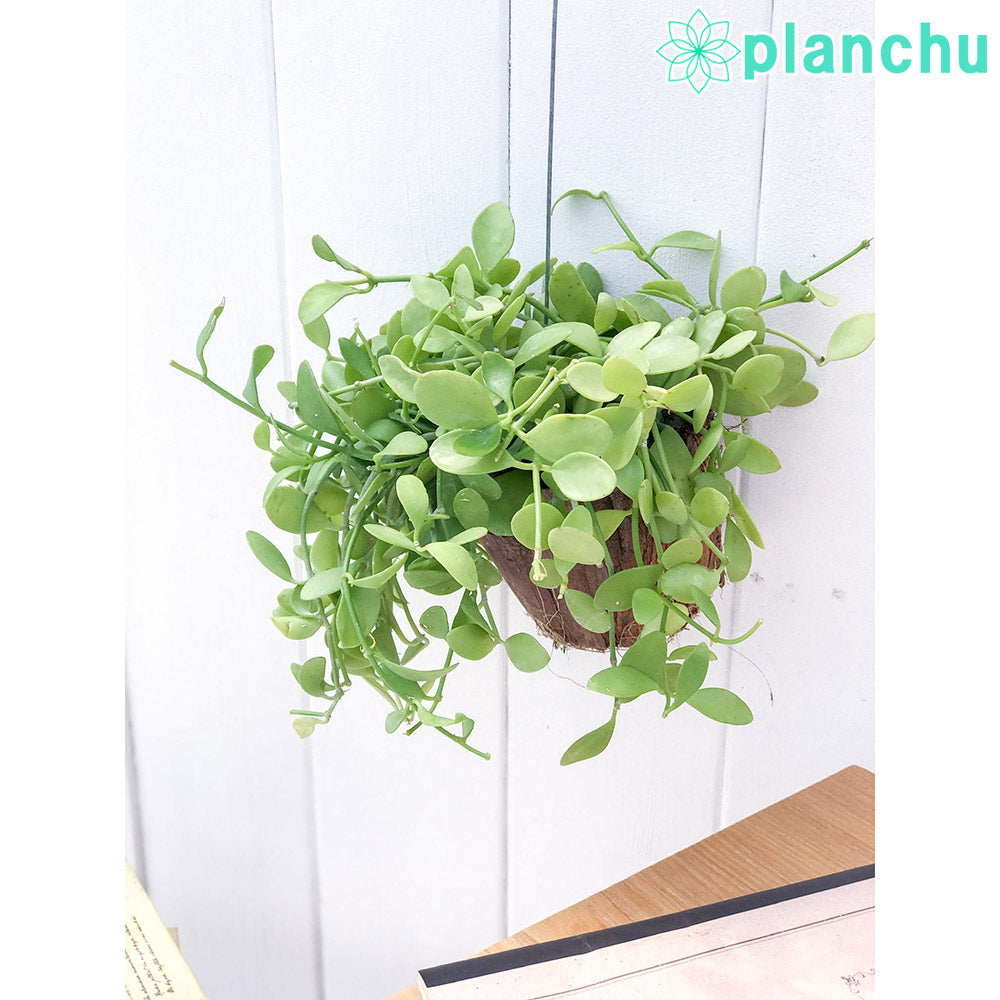 PLANCHU 多肉植物 ディスキディア ベンガレンシス 吊り下げタイプ Dischidia bengalensis