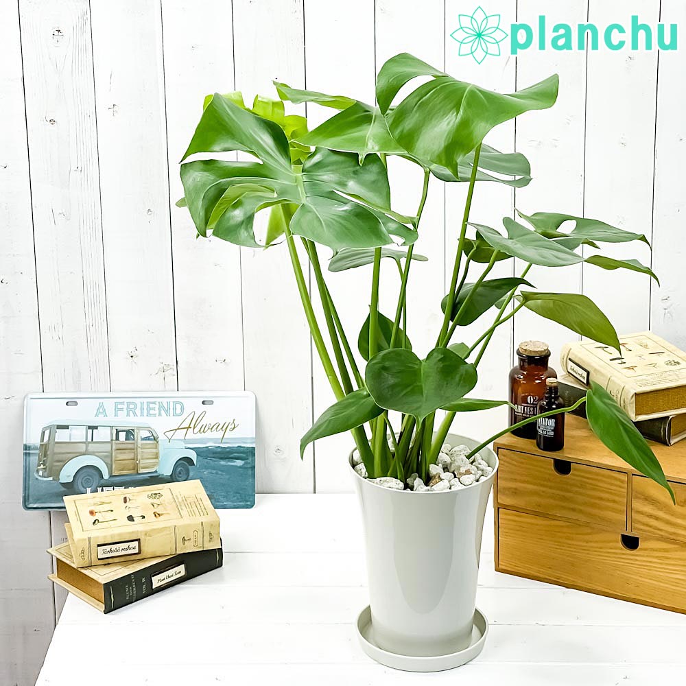 PLANCHU 観葉植物 モンステラ 6号鉢 受け皿付き 育て方説明書付き Monstera アロイド