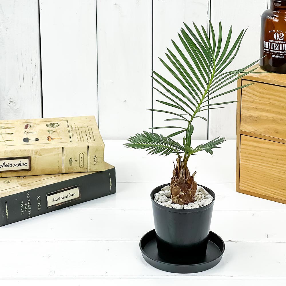 PLANCHU 観葉植物 ソテツ 2.5号鉢 受け皿付き 育て方説明書付き Cycas revoluta 蘇鉄 生きた化石