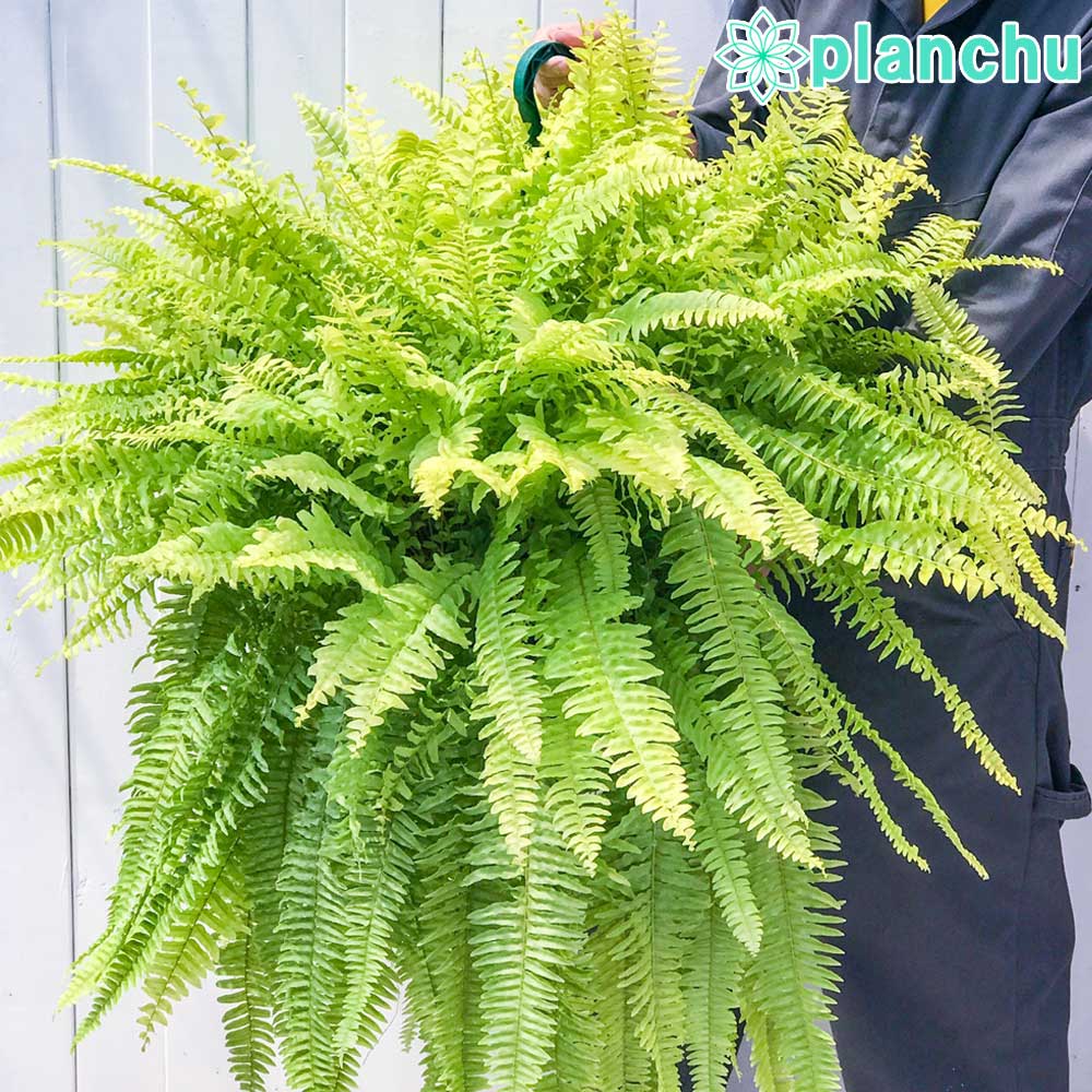 □シダ植物 – 観葉植物専門店プランチュ