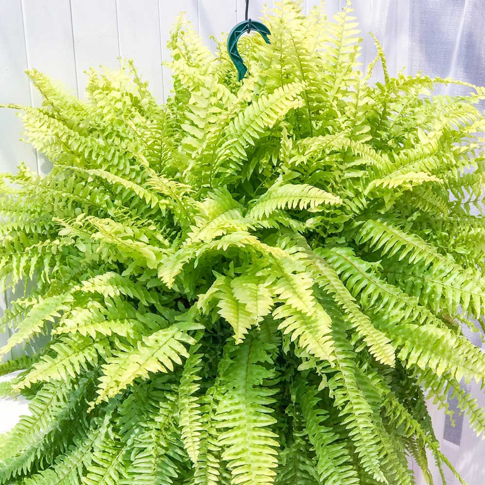 PLANCHU 観葉植物 ネフロレピス ハッピーゴールデン 8号吊り鉢 育て方説明書付き Nephrolepis exaltata ‘Happy Golden’ ボストンファーン ボストンファン シダ植物