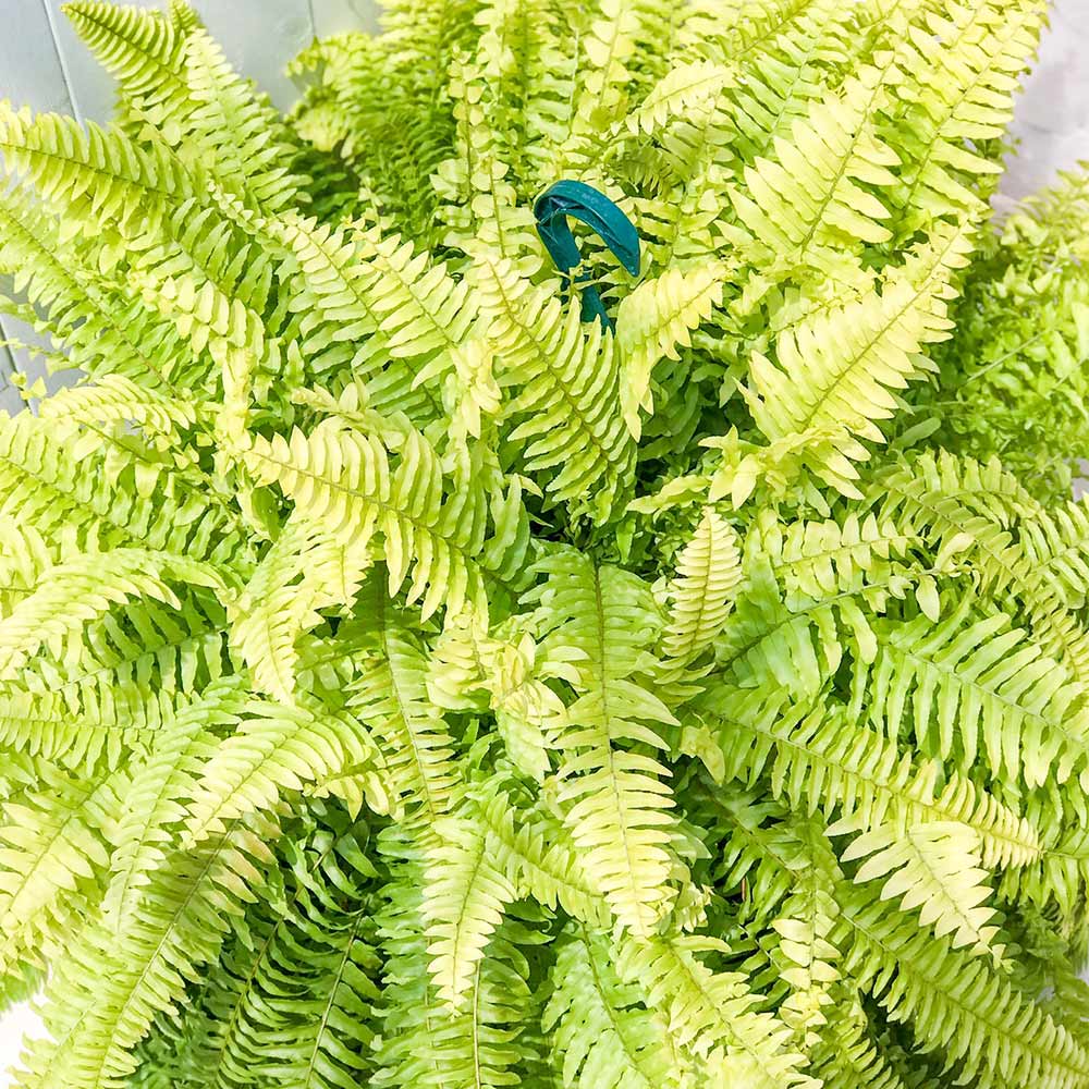 PLANCHU 観葉植物 ネフロレピス ハッピーゴールデン 8号吊り鉢 育て方