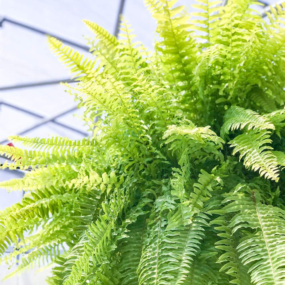 ネフロレピス ハッピーゴールデン 吊り鉢 PLANCHU 観葉植物 ネフロレピス ハッピーゴールデン 8号吊り鉢 育て方