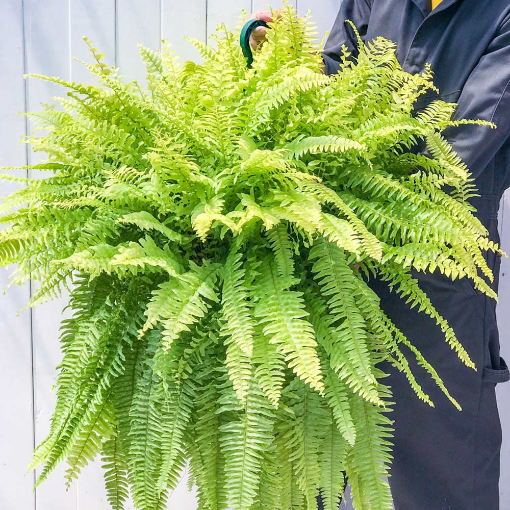 大株 ネフロレピス ハッピーゴールデン 吊り鉢 PLANCHU 観葉植物 ネフロレピス ハッピーゴールデン 8号吊り鉢 育て方