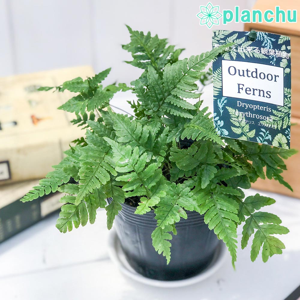 PLANCHU 観葉植物 ドリオプテリス エリスロソラ  3.5号ポット Dryopteris erythrosora ベニシダ シダ