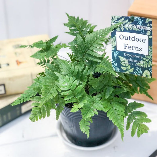 PLANCHU 観葉植物 ドリオプテリス エリスロソラ  3.5号ポット Dryopteris erythrosora ベニシダ シダ