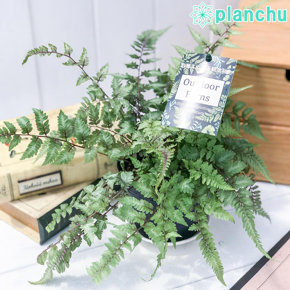 PLANCHU 観葉植物 アシリウム メタリカム 3.5号ポット Athyrium niponicum ‘Metallicum’ ニシキシダ シダ植物