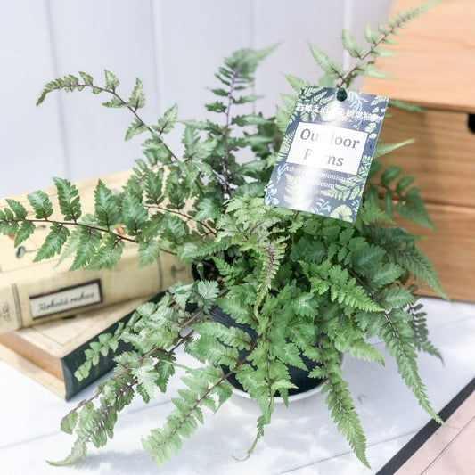 PLANCHU 観葉植物 アシリウム メタリカム 3.5号ポット Athyrium niponicum ‘Metallicum’ ニシキシダ シダ植物
