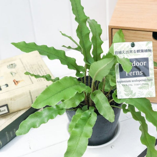 PLANCHU 観葉植物 アスプレニウム スコロペンドリウム 3.5号ポット Asplenium scolopendrium コタニワタリ シダ植物