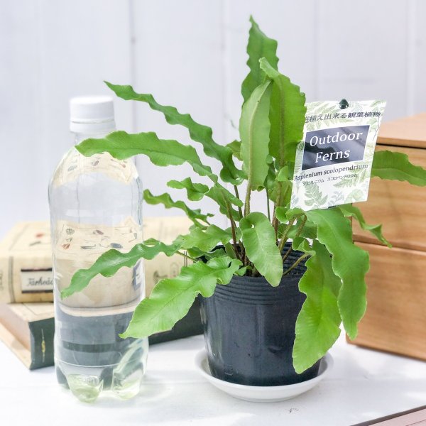 PLANCHU 観葉植物 アスプレニウム スコロペンドリウム 3.5号ポット Asplenium scolopendrium コタニワタリ シダ