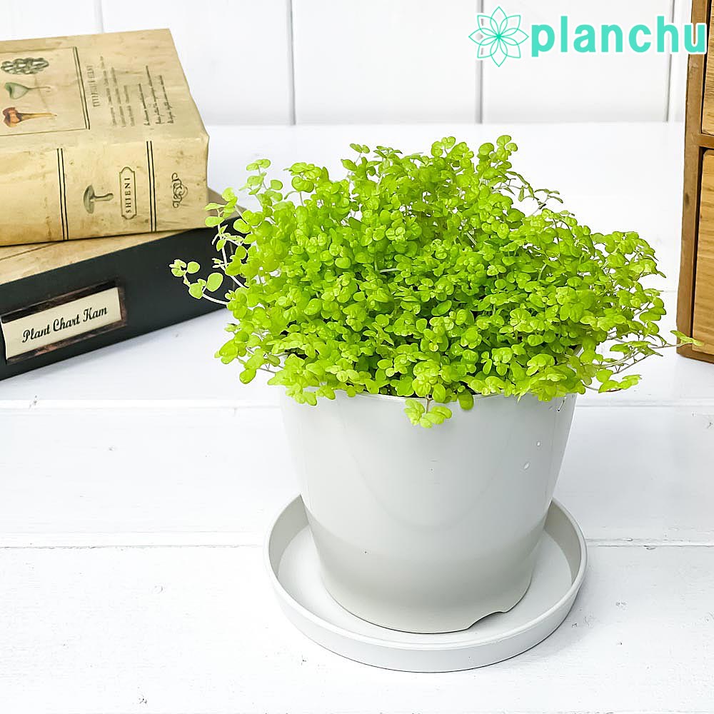 PLANCHU 観葉植物 ソレイロリア ベビーティアーズ ライム 3.5号鉢 受け皿付き 育て方説明書付き Soleirolia soleirolii