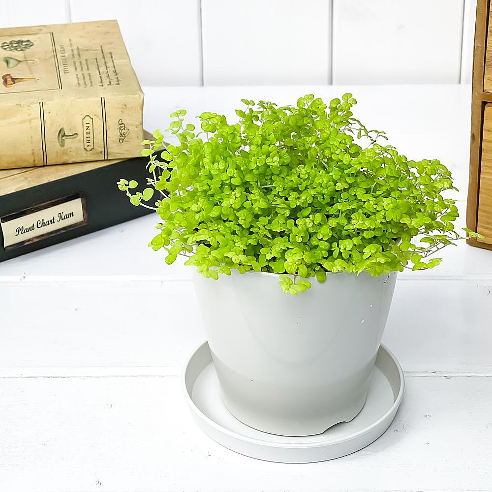 PLANCHU 観葉植物 ソレイロリア ベビーティアーズ ライム 3.5号鉢 受け皿付き 育て方説明書付き Soleirolia soleirolii