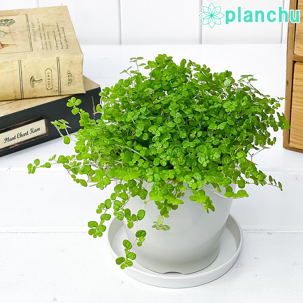 PLANCHU 観葉植物 ソレイロリア ベビーティアーズ グリーン 3.5号鉢 受け皿付き 育て方説明書付き Soleirolia soleirolii