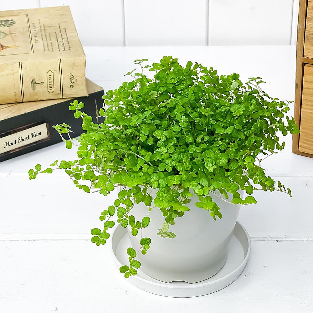 PLANCHU 観葉植物 ソレイロリア ベビーティアーズ グリーン 3.5号鉢 受け皿付き 育て方説明書付き Soleirolia soleirolii