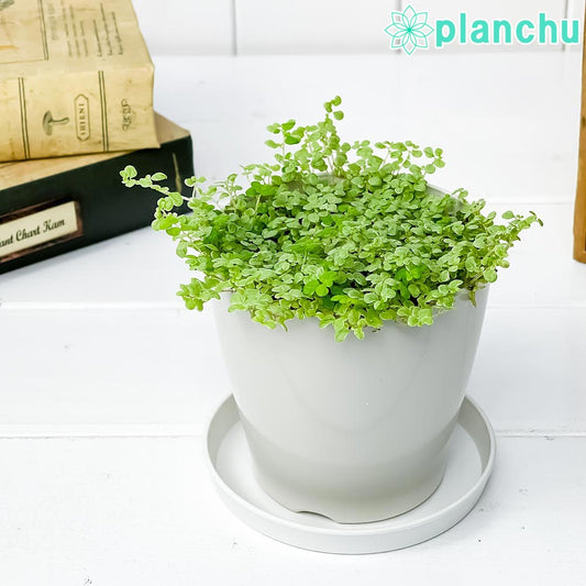 PLANCHU 観葉植物 ソレイロリア ベビーティアーズ シルバー 3.5号鉢 受け皿付き 育て方説明書付き Soleirolia soleirolii