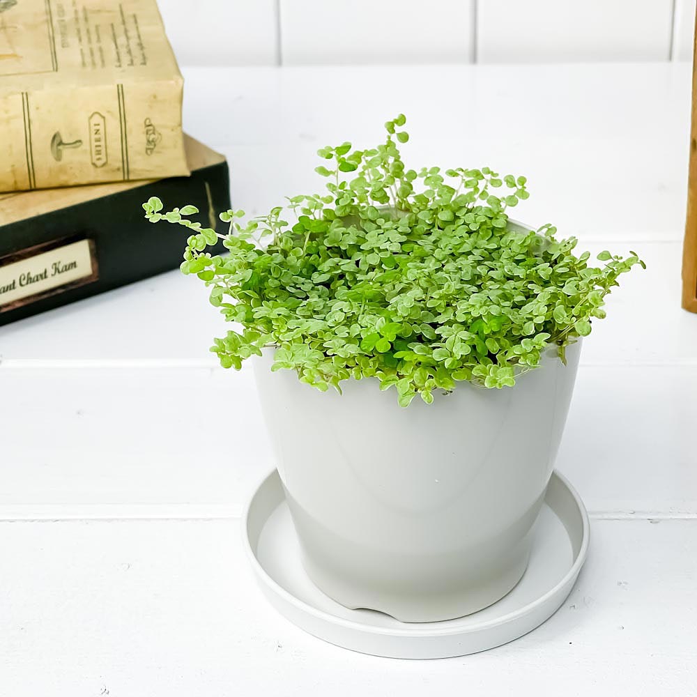 PLANCHU 観葉植物 ソレイロリア ベビーティアーズ シルバー 3.5号鉢 受け皿付き 育て方説明書付き Soleirolia soleirolii
