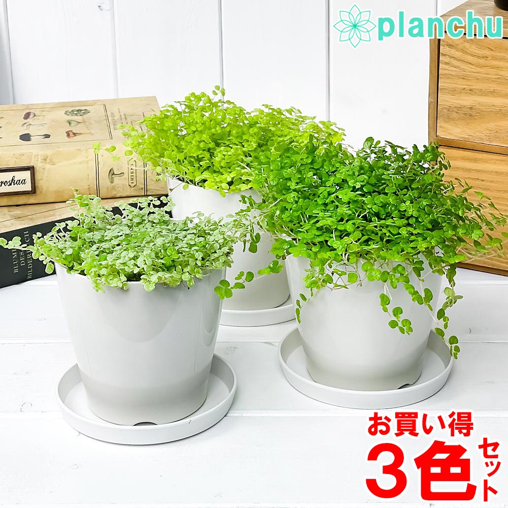 PLANCHU 観葉植物 ソレイロリア ベビーティアーズ 3.5号鉢 3色セット 受け皿付き 育て方説明書付き Soleirolia soleirolii
