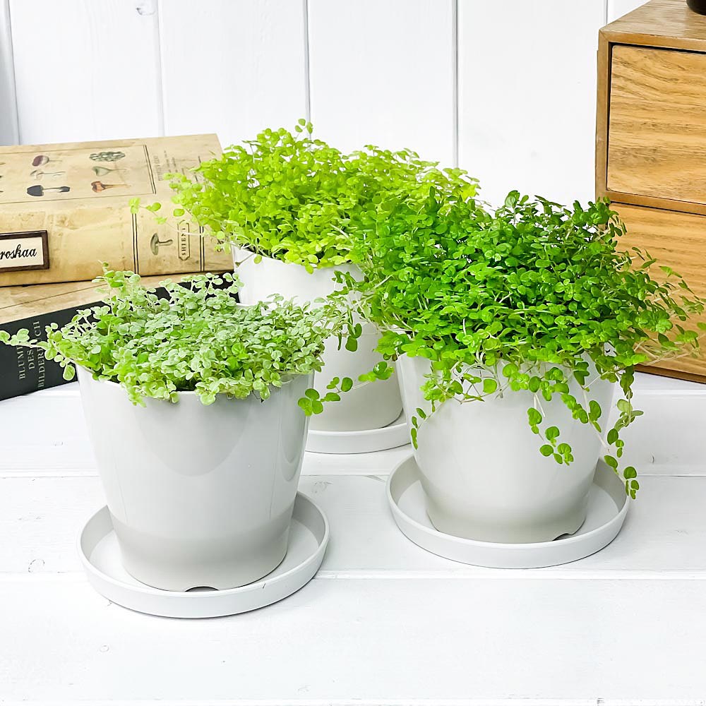 PLANCHU 観葉植物 ソレイロリア ベビーティアーズ 3.5号鉢 3色セット 受け皿付き 育て方説明書付き Soleirolia soleirolii