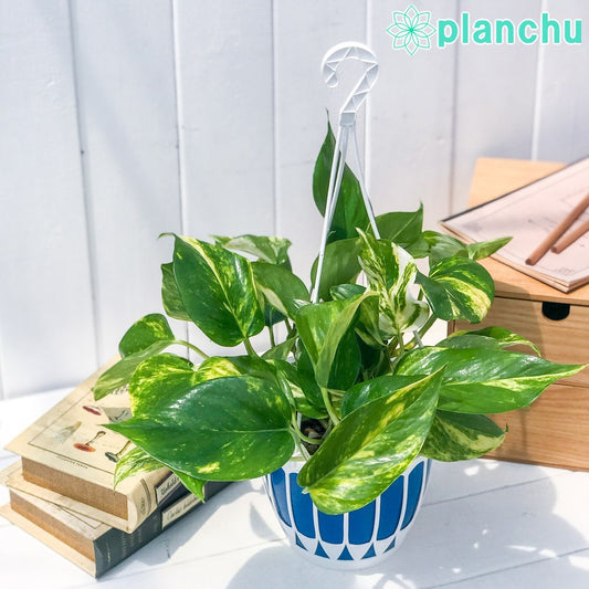 PLANCHU 観葉植物 ポトス ゴールデン 5号吊り鉢 育て方説明書付き Epipremnum aureum ‘Golden’ エピプレムナム アロイド