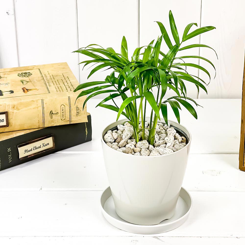 PLANCHU 観葉植物 チャメドレア エレガンス 3.5号鉢 受け皿付き 育て方