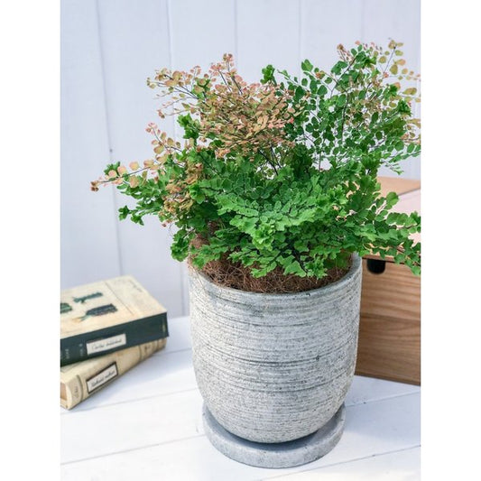 PLANCHU 観葉植物 アジアンタム ピーコック 陶器鉢植え 受け皿付き 育て方説明書付き シダ植物 激レア品種