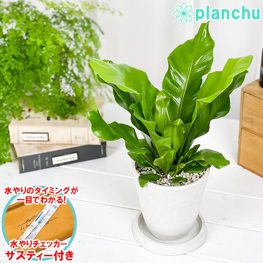 PLANCHU 観葉植物 アスプレニウム アビス 4号樹脂鉢 ホワイト サスティー付き 受け皿付き 育て方説明書付き Asplenium nidus ‘Avis’ シマオオタニワタリ シダ植物