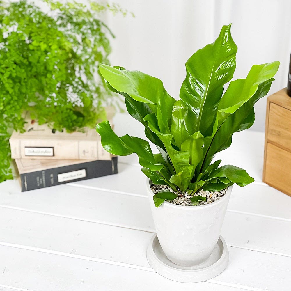 PLANCHU 観葉植物 アスプレニウム アビス 4号樹脂鉢 ホワイト サスティー付き 受け皿付き 育て方説明書付き Asplenium nidus ‘Avis’ シマオオタニワタリ シダ植物