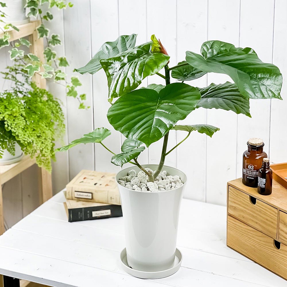 PLANCHU 観葉植物 フィカス ウンベラータ 6号鉢 受け皿付き 育て方説明書付き Ficus umbellata