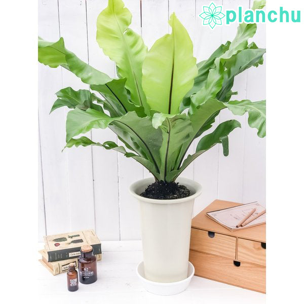 PLANCHU 観葉植物 アスプレニウム アビス 7号鉢 受け皿付き 育て方説明書付き Asplenium nidus ニドゥス ニダス シマオオタニワタリ シダ植物