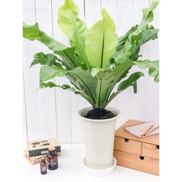 PLANCHU 観葉植物 アスプレニウム アビス 7号鉢 受け皿付き 育て方説明書付き Asplenium nidus ‘Avis’ ニダス ニドゥス シマオオタニワタリ シダ植物