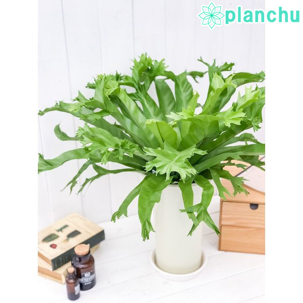 PLANCHU 観葉植物 アスプレニウム クリーシー 6号鉢 受け皿付き 育て方説明書付き Asplenium ‘Crissie’ シダ植物