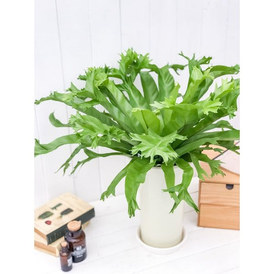 PLANCHU 観葉植物 アスプレニウム クリーシー 6号鉢 受け皿付き 育て方説明書付き Asplenium ‘Crissie’ シダ植物