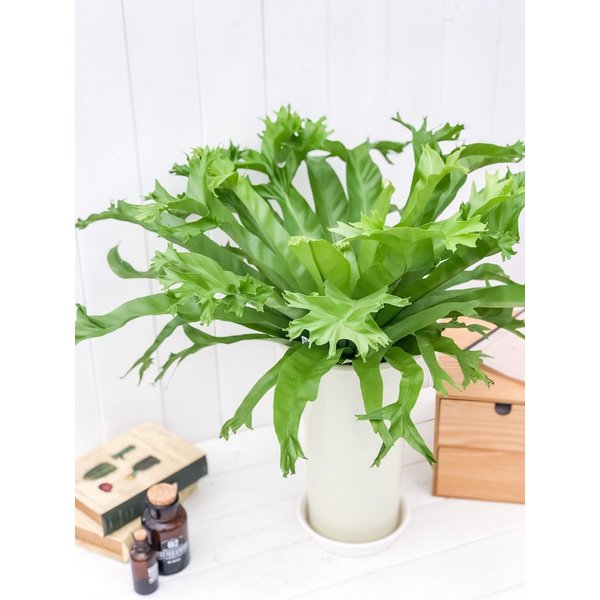 PLANCHU 観葉植物 アスプレニウム クリーシー 6号鉢 受け皿付き 育て方説明書付き Asplenium ‘Crissie’ シダ植物