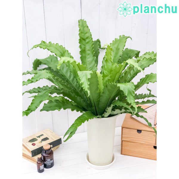 PLANCHU 観葉植物 アスプレニウム ビクトリア 6号鉢 受け皿付き 育て方説明書付き Asplenium antiquum ‘Victoria’ シダ植物