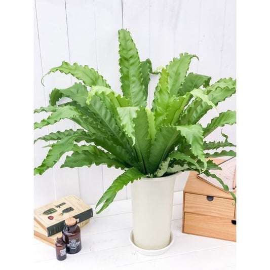 PLANCHU 観葉植物 アスプレニウム ビクトリア 6号鉢 受け皿付き 育て方説明書付き Asplenium antiquum ‘Victoria’ シダ植物