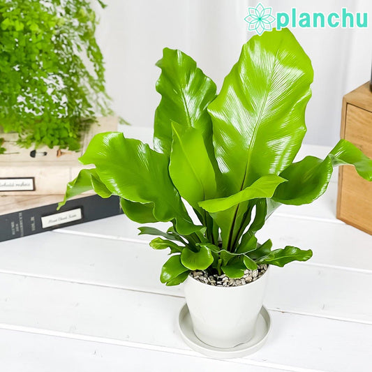PLANCHU 観葉植物 アスプレニウム アビス 3.5号鉢 受け皿付き 育て方説明書付き Asplenium nidus ‘Avis’ ニダス ニドゥス シマオオタニワタリ シダ植物