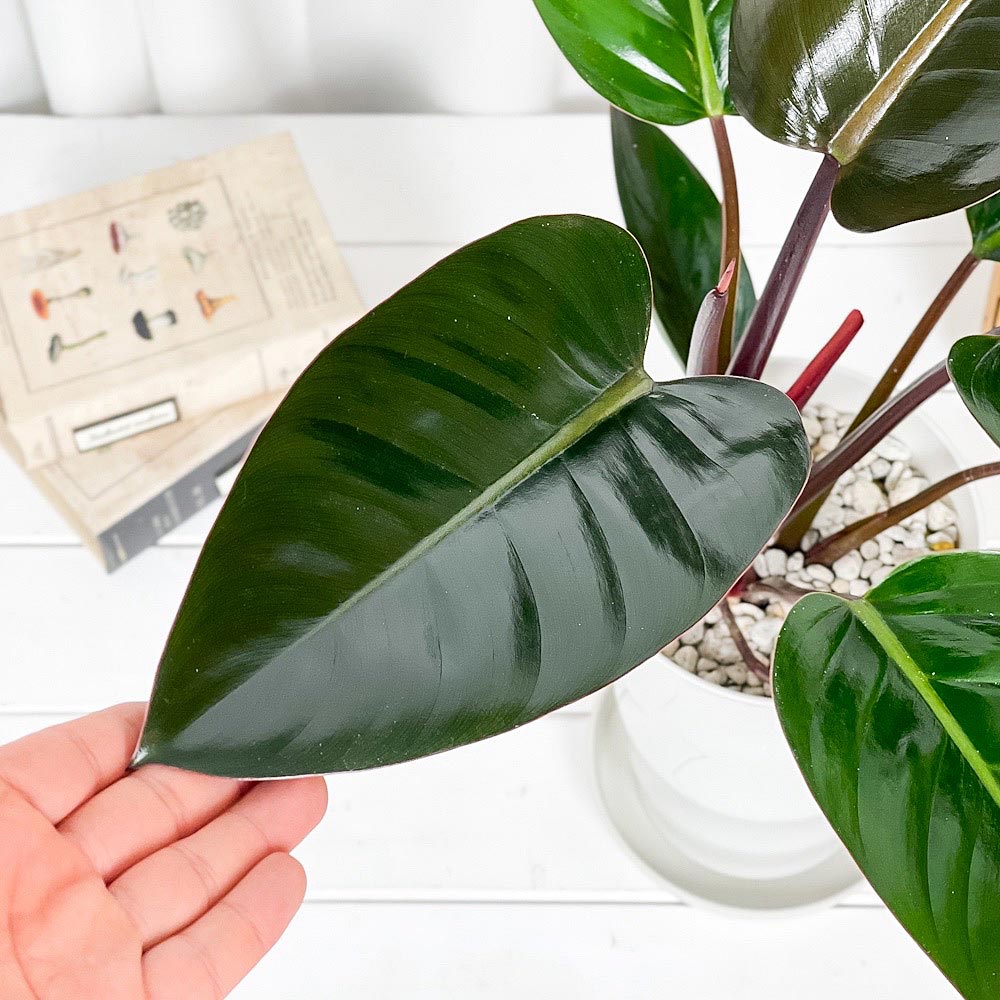 PLANCHU 観葉植物 フィロデンドロン ロジョコンゴ 6号鉢 受け皿付き 育て方説明書付き Philodendron ‘Rojo Congo’ アロイド