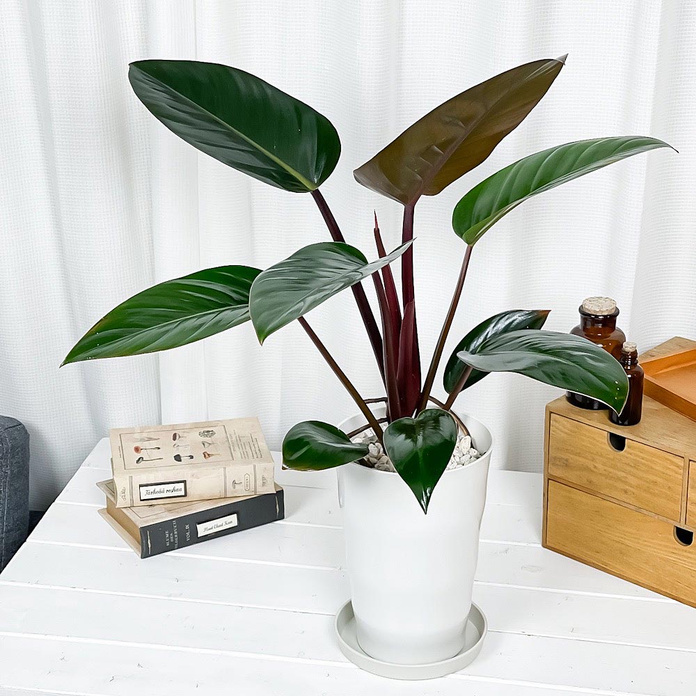 PLANCHU 観葉植物 フィロデンドロン ロジョコンゴ 6号鉢 受け皿付き 育て方説明書付き Philodendron ‘Rojo Congo’ アロイド
