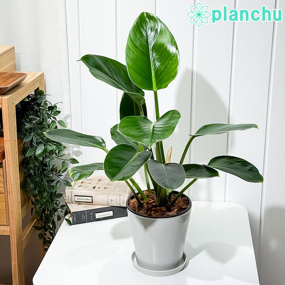 PLANCHU 観葉植物 フィロデンドロン グリーンプリンセス 5号鉢 受け皿付き 育て方説明書付き Philodendron ‘Green Princess’ アロイド