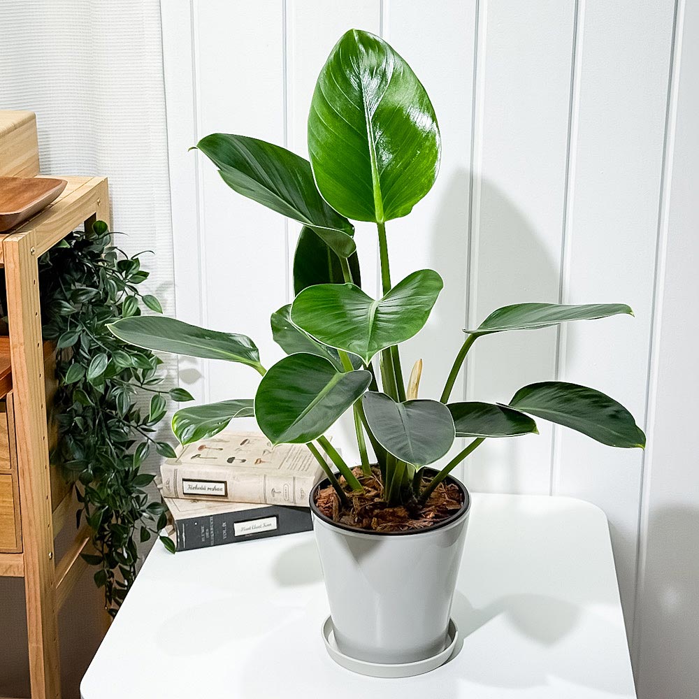 PLANCHU 観葉植物 フィロデンドロン グリーンプリンセス 5号鉢 受け皿付き 育て方説明書付き Philodendron ‘Green Princess’ アロイド