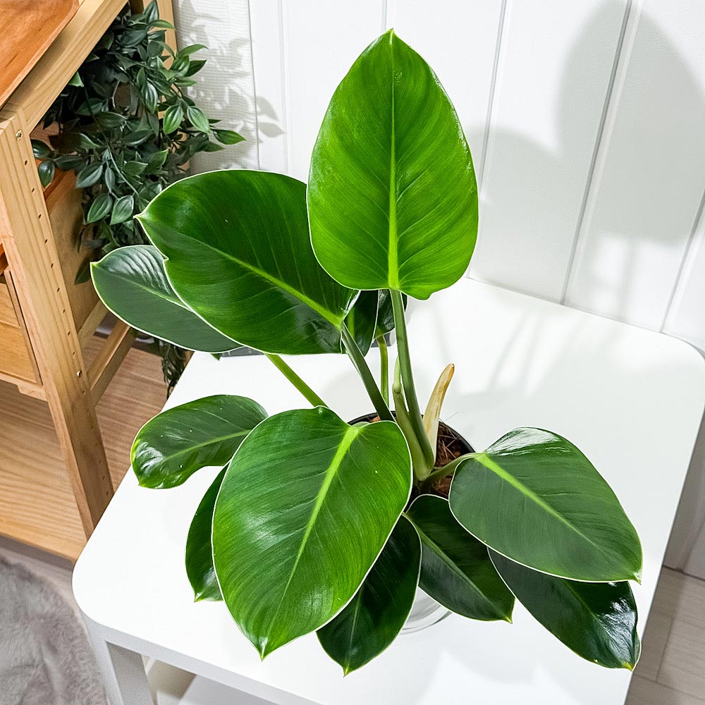 PLANCHU 観葉植物 フィロデンドロン グリーンプリンセス 5号鉢 受け皿付き 育て方説明書付き Philodendron ‘Green Princess’ アロイド