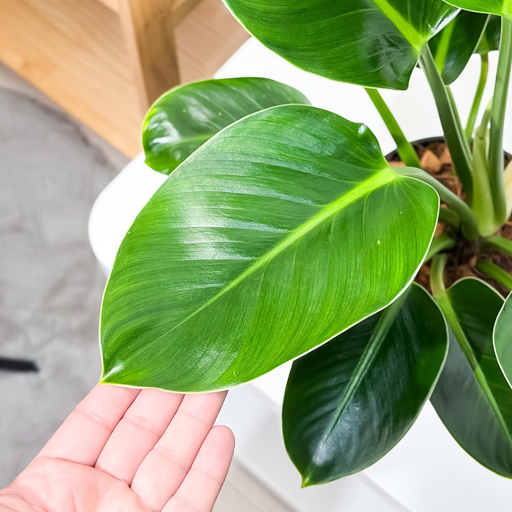 PLANCHU 観葉植物 フィロデンドロン グリーンプリンセス 5号鉢 受け皿付き 育て方説明書付き Philodendron ‘Green Princess’ アロイド