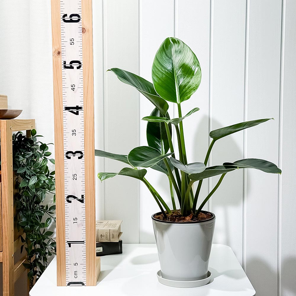 PLANCHU 観葉植物 フィロデンドロン グリーンプリンセス 5号鉢 受け皿付き 育て方説明書付き Philodendron ‘Green Princess’ アロイド